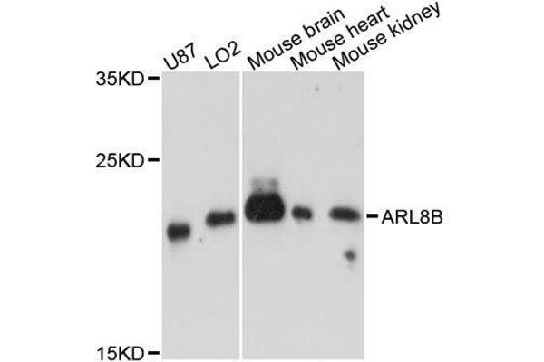 ARL8B antibody  (AA 127-186)