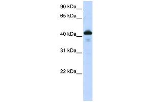 WB Suggested Anti-SFTPB Antibody Titration:  0.