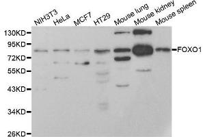 Western blot analysis of extracts of NIH/3T3 cell line, using FOXO1 antibody. (FOXO1 antibody)