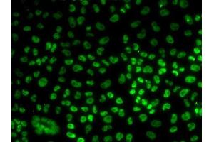 Immunofluorescence analysis of U2OS cells using BUB3 antibody.