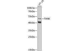 Western blot analysis of extracts of HT-29 cells, using TANK antibody (ABIN6130727, ABIN6148843, ABIN6148844 and ABIN6222498) at 1:1000 dilution. (TANK antibody  (AA 1-119))