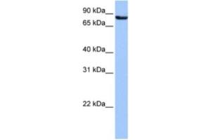Western Blotting (WB) image for anti-Ubiquilin 3 (UBQLN3) antibody (ABIN2463599) (Ubiquilin 3 antibody)