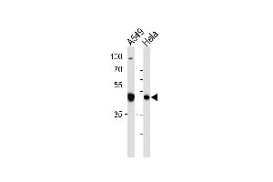 Western blot analysis in A549,Hela cell line lysates (35ug/lane). (TAF7 antibody  (C-Term))