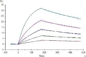 Human M-CSF, His Tag captured on CM5 Chip via Anti-his Antibody can bind Human M-CSF R, hFc Tag with an affinity constant of 0. (M-CSF/CSF1 Protein (AA 33-190) (His-Avi Tag))
