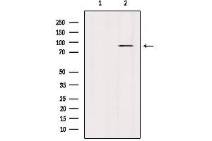 Western blot analysis of extracts from 3T3, using STAT3 Antibody.