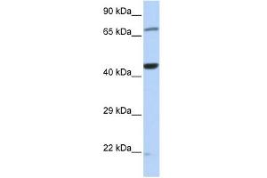 WB Suggested Anti-TUFM Antibody Titration: 0. (TUFM antibody  (Middle Region))