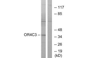 Western Blotting (WB) image for anti-Olfactory Receptor, Family 4, Subfamily C, Member 3 (OR4C3) (Internal Region) antibody (ABIN1853234) (OR4C3 antibody  (Internal Region))