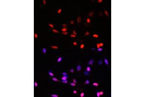Immunofluorescence analysis of NIH/3T3 cells using J/CSN5/J/CSN5/COPS5 antibody  at dilution of 1:100. (COPS5 antibody  (AA 1-334))