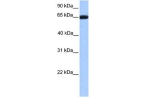 Western Blotting (WB) image for anti-Retinoid X Receptor, beta (RXRB) antibody (ABIN2461920)