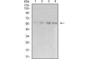 Western Blotting (WB) image for anti-Eukaryotic Translation Initiation Factor 5 (EIF5) (AA 1-300) antibody (ABIN5542314)