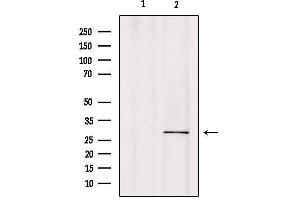 Western blot analysis of extracts from mouse brain, using CA7 Antibody. (CA7 antibody  (C-Term))