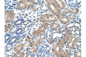 C9ORF127 antibody was used for immunohistochemistry at a concentration of 4-8 ug/ml to stain Epithelial cells of renal tubule (arrows) in Human Kidney. (TMEM8B antibody  (N-Term))