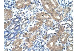C9ORF127 antibody was used for immunohistochemistry at a concentration of 4-8 ug/ml to stain Epithelial cells of renal tubule (arrows) in Human Kidney.