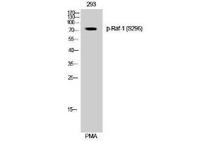 Western Blotting (WB) image for anti-V-Raf-1 Murine Leukemia Viral Oncogene Homolog 1 (RAF1) (pSer296) antibody (ABIN3173249) (RAF1 antibody  (pSer296))