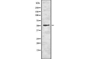 Western blot analysis of METAP2 using NIH-3T3 whole cell lysates (METAP2 antibody  (C-Term))