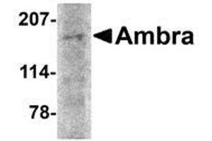 Western blot analysis of Ambra1 in rat brain tissue lysate with AP30048PU-N Ambra1 antibody at 2 μg/ml.