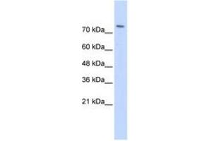 Image no. 1 for anti-WW Domain Containing E3 Ubiquitin Protein Ligase 2 (WWP2) (AA 395-444) antibody (ABIN6743155) (WWP2 antibody  (AA 395-444))
