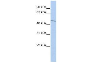 EIF3E antibody used at 1 ug/ml to detect target protein. (EIF3E antibody  (Middle Region))