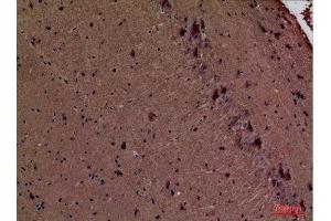 Immunohistochemistry (IHC) analysis of paraffin-embedded Mouse Brain, antibody was diluted at 1:100. (Fascin antibody  (Internal Region))