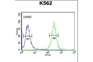 Flow cytometric analysis of K562 cells (right histogram) compared to a negative control cell (left histogram). (ACSM1 antibody  (N-Term))