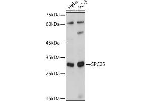 Western blot analysis of extracts of various cell lines, using SPC25 antibody (ABIN7270515) at 1:1000 dilution. (SPC25 antibody  (AA 1-224))