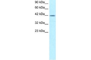 WB Suggested Anti-NFYA Antibody Titration: 5. (NFYA antibody  (C-Term))