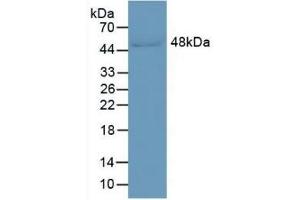 Detection of LRG1 in Human Serum using Monoclonal Antibody to Leucine Rich Alpha-2-Glycoprotein 1 (LRG1) (LRG1 antibody  (AA 37-340))