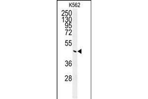Western blot analysis of G6PC Antibody (Center) (ABIN651417 and ABIN2840227) in K562 cell line lysates (35 μg/lane). (G6PC antibody  (AA 123-149))