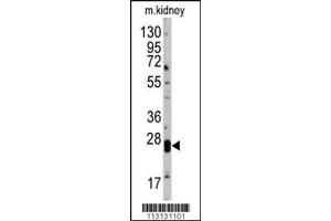 Western blot analysis of anti-hCLDN1-Loop2 Pab (ABIN390290 and ABIN2840729) in mouse kidney tissue lysates (35 μg/lane). (Claudin 1 antibody  (AA 122-163))