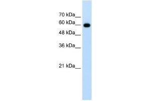 CDC23 antibody used at 1. (CDC23 antibody)