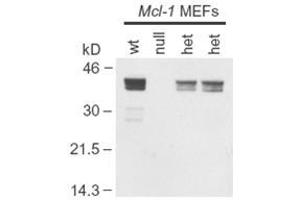 Western Blotting (WB) image for anti-Induced Myeloid Leukemia Cell Differentiation Protein Mcl-1 (MCL1) (Internal Region) antibody (ABIN6657787)
