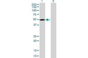 Western Blot analysis of C21orf2 expression in transfected 293T cell line by C21orf2 MaxPab polyclonal antibody.
