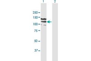 Western Blot analysis of CC2D1A expression in transfected 293T cell line by CC2D1A MaxPab polyclonal antibody. (CC2D1A antibody  (AA 1-951))