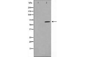 CCDC99 antibody  (C-Term)