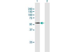 Western Blot analysis of CCNA1 expression in transfected 293T cell line by CCNA1 MaxPab polyclonal antibody. (Cyclin A1 antibody  (AA 1-464))