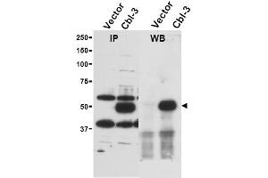 Image no. 1 for anti-Cbl proto-oncogene C (CBLC) (AA 444-458) antibody (ABIN401316) (CBLC antibody  (AA 444-458))