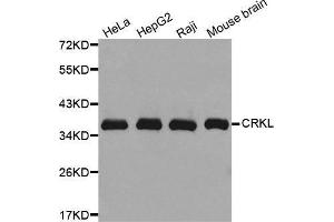 Western blot analysis of extracts of various cell lines, using CRKL antibody. (CrkL antibody)