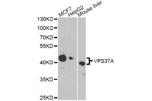 Western blot analysis of extracts of various cell lines, using VPS37A antibody (ABIN6292343) at 1:1000 dilution. (VPS37A antibody)