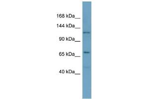 Host: Rabbit Target Name: POLRMT Sample Type: OVCAR-3 Whole Cell lysates Antibody Dilution: 1. (POLRMT antibody  (C-Term))