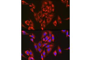Immunofluorescence analysis of U2OS cells using RPL26L1 antibody (ABIN7270000) at dilution of 1:50. (RPL26L1 antibody)