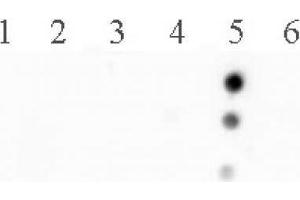 Histone H2B acetyl Lys120 pAb tested by dot blot analysis. (Histone H2B antibody  (acLys120))