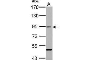 WB Image Sample (30 ug of whole cell lysate) A: BCL-1 7. (Importin 9 antibody  (C-Term))