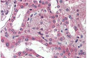 Anti-DPP10 antibody  ABIN1048507 IHC staining of human kidney. (DPP10 antibody  (Internal Region))