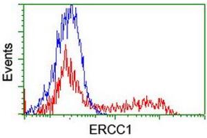 HEK293T cells transfected with either RC200478 overexpress plasmid (Red) or empty vector control plasmid (Blue) were immunostained by anti-ERCC1 antibody (ABIN2455549), and then analyzed by flow cytometry. (ERCC1 antibody)
