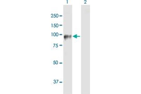 DDHD2 antibody  (AA 1-711)