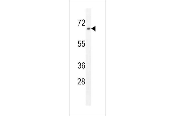 ZNF169 antibody  (N-Term)