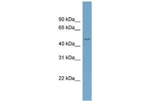 WB Suggested Anti-ACVR2B Antibody Titration:  0. (ACVR2B antibody  (Middle Region))
