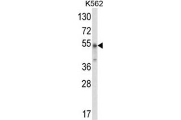 WDSUB1 antibody