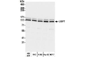 Western Blotting (WB) image for anti-Ubiquitin Specific Peptidase 7 (Herpes Virus-Associated) (USP7) (AA 1-50) antibody (ABIN7453547) (USP7 antibody  (AA 1-50))