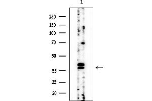 anti-Atonal Homolog 8 (ATOH8) (C-Term) antibody